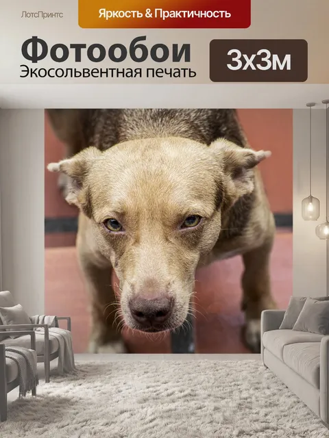 Фотообои Талисман