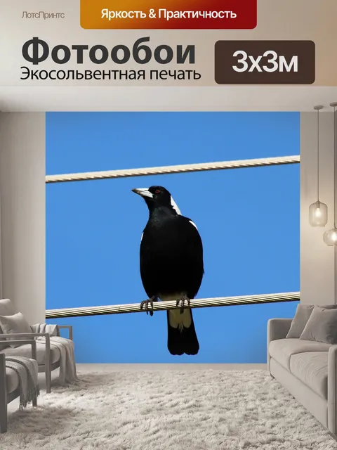 Фотообои Сорока