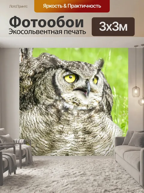 Фотообои Сова
