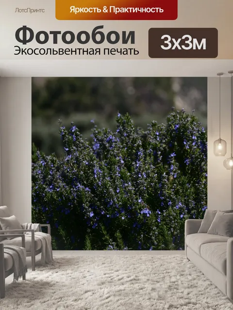 Фотообои Полноцветная лаванда