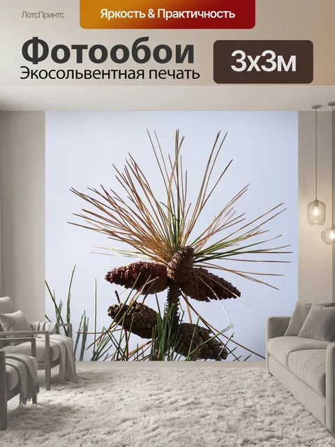 Фотообои Шишки