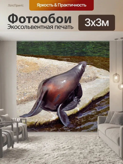 Фотообои Морские Львы 18 (серия 22)