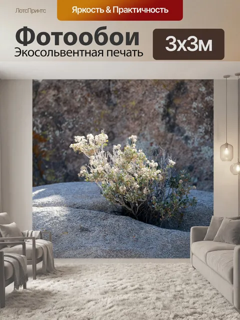 Фотообои Цветы растут через скалы