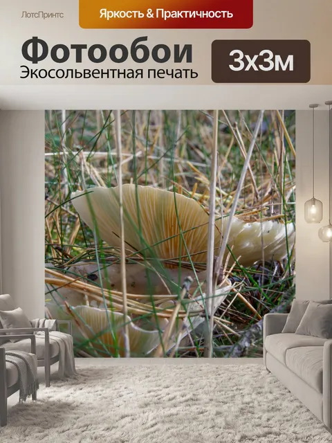 Фотообои Гриб в лесу