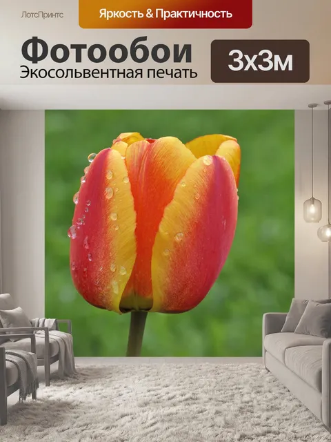 Фотообои Тюльпан