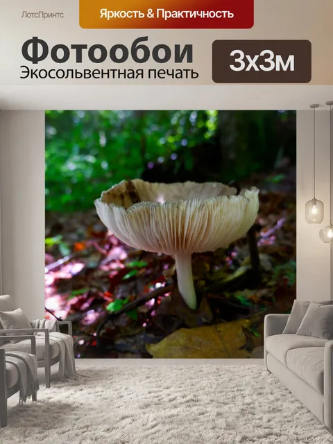 Фотообои Гриб