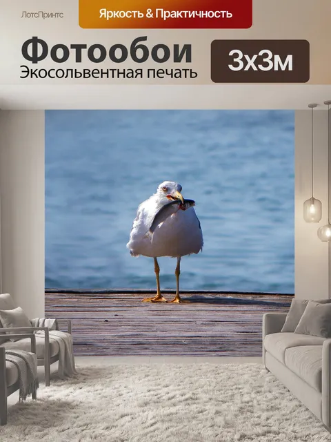 Фотообои Чайка