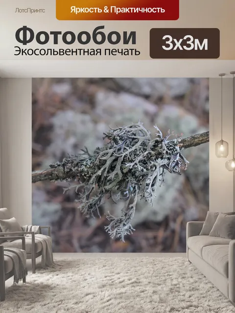 Фотообои Мох