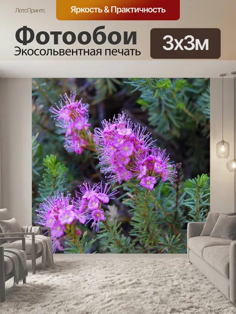 Фотообои Роза