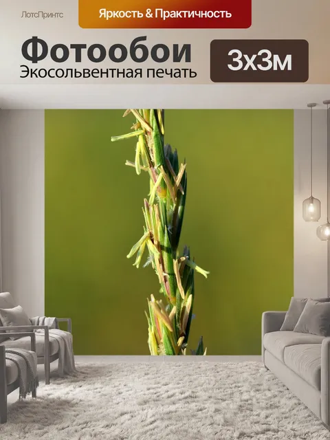 Фотообои Трава