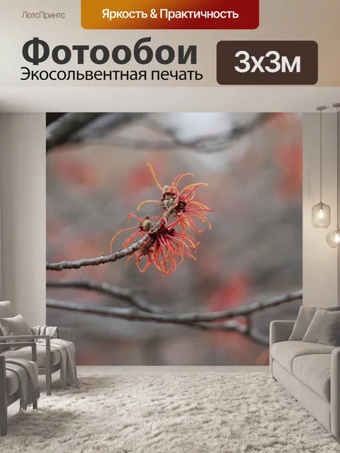 Фотообои Гамамелис