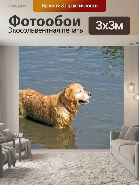 Фотообои Золотой ретривер