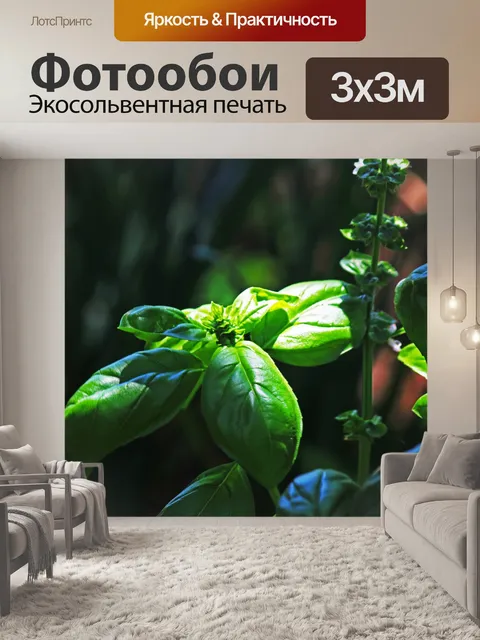 Фотообои свет на листьях базилика