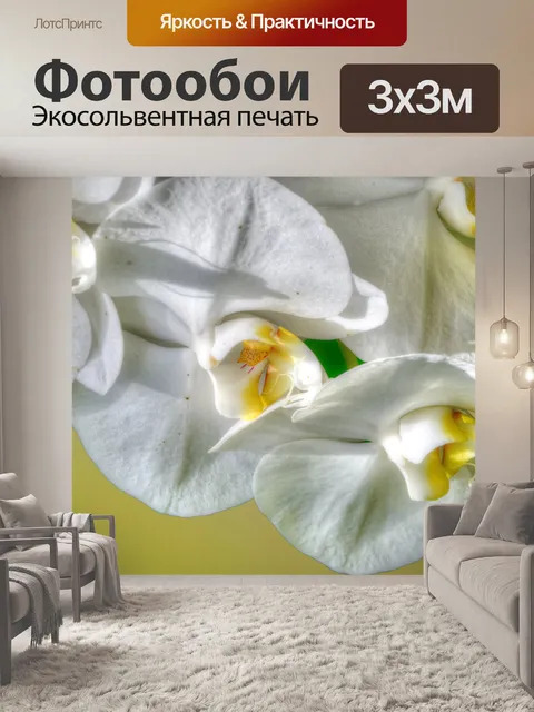 Фотообои Моли орхидеи