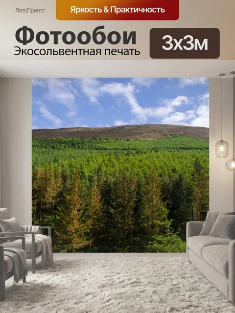 Фотообои Лес и голубое небо
