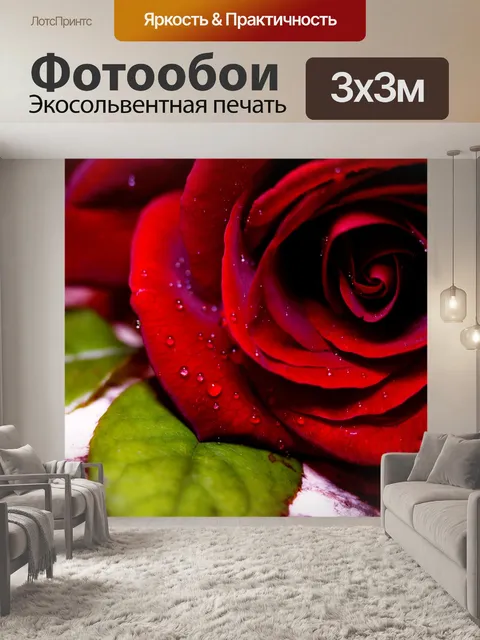 Фотообои Роза в росе