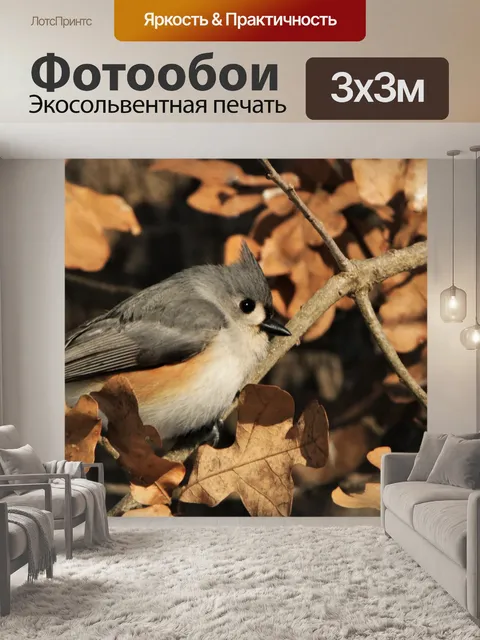Фотообои Хохлатая синичка на дереве крупным плано