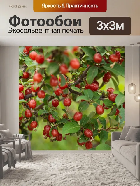 Фотообои Фрукты