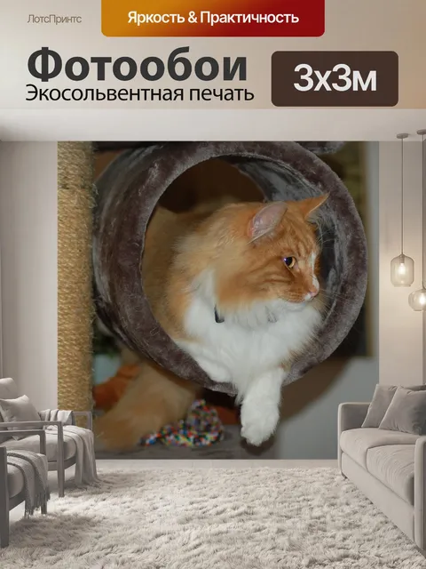 Фотообои Норвежская лесная кошка