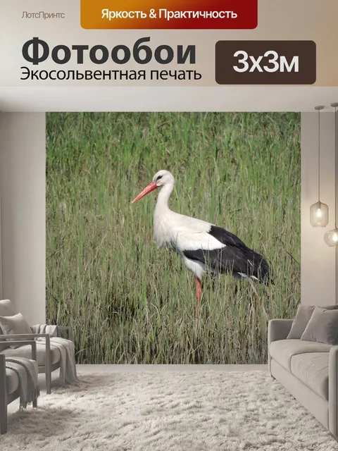 Фотообои Аист