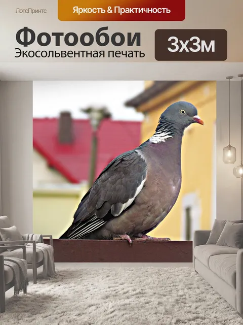 Фотообои Голубь