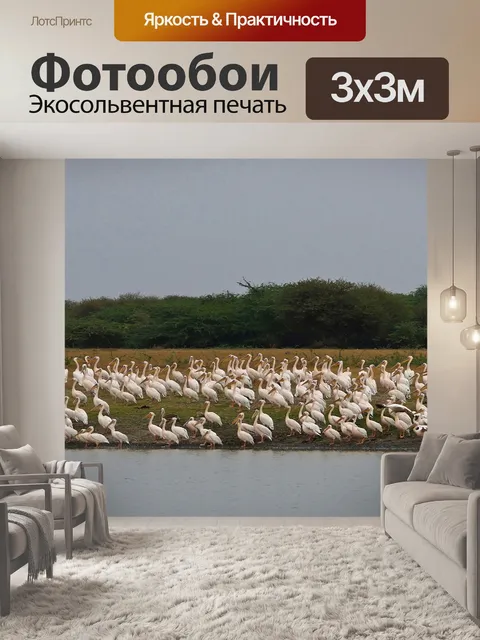 Фотообои Птицы