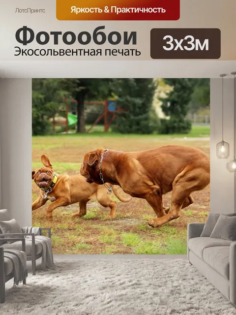 Фотообои Собака
