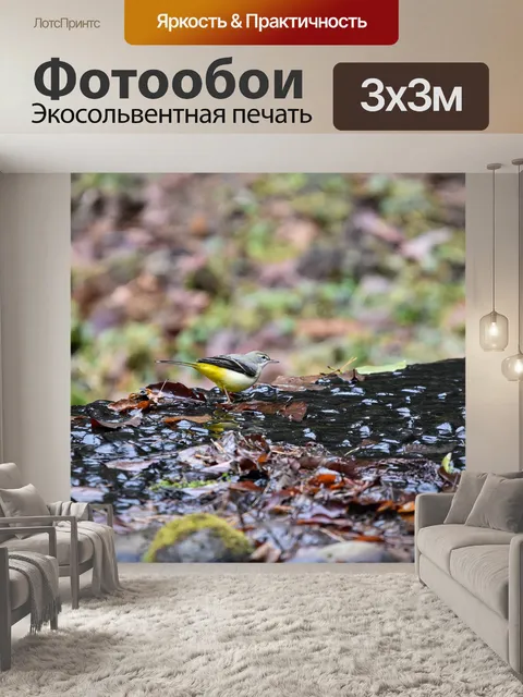 Фотообои Животное