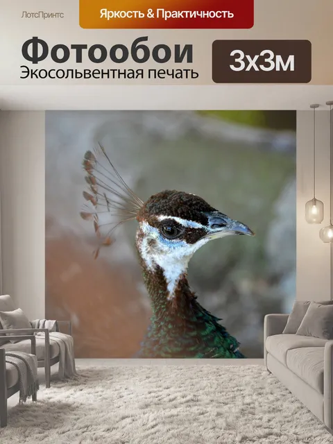 Фотообои Павлин
