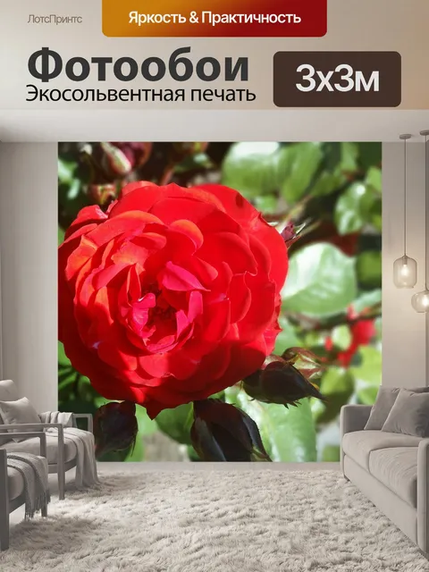 Фотообои Роза
