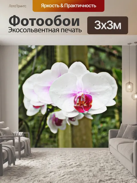 Фотообои цветок орхидеи
