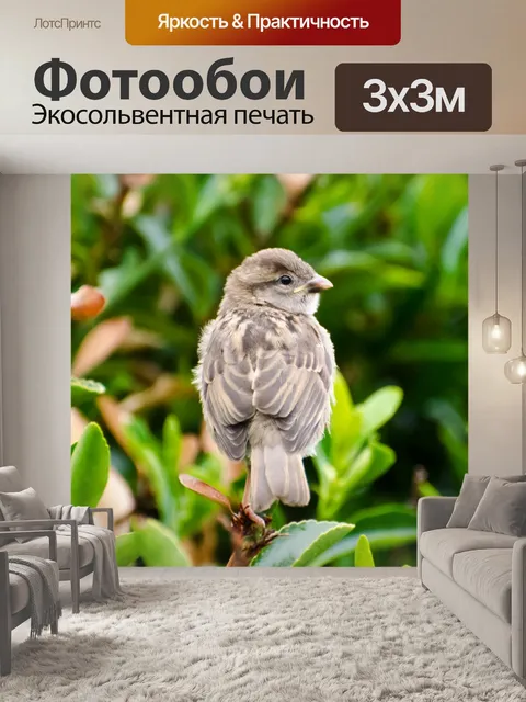 Фотообои Птица