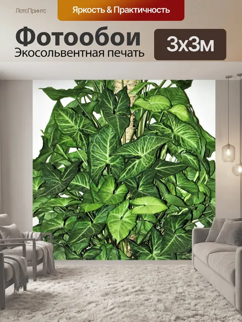 Фотообои Растение Arrowhead в горшке крупным план