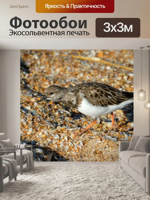 Фотообои Камнешарка