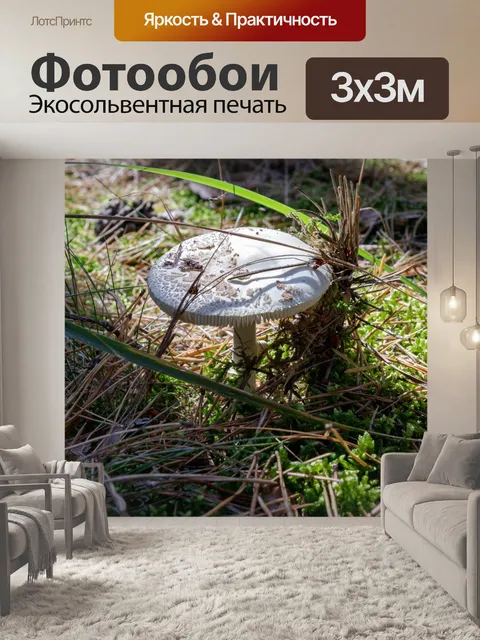 Фотообои Гриб в лесу