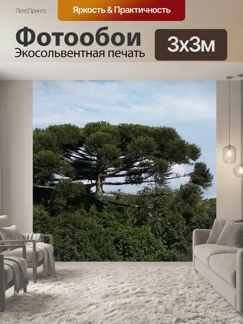 Фотообои Парана