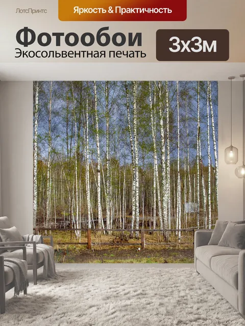 Фотообои Березы