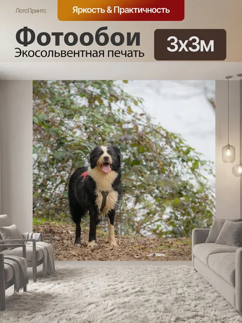 Фотообои Собака