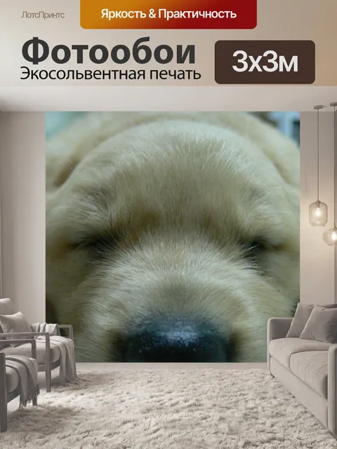 Фотообои Собака