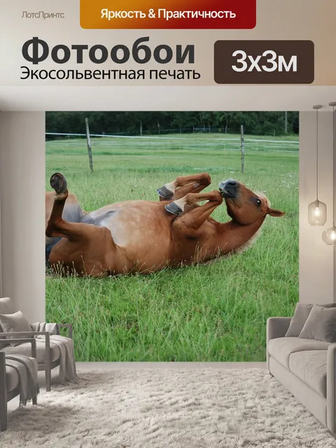 Фотообои Лошадь