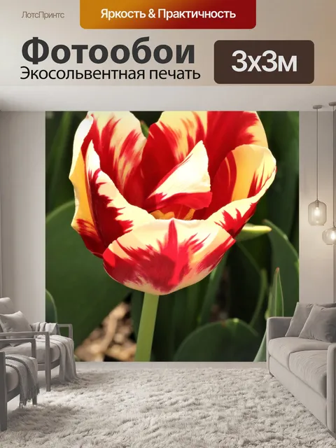 Фотообои Крем и красный тюльпан крупным планом