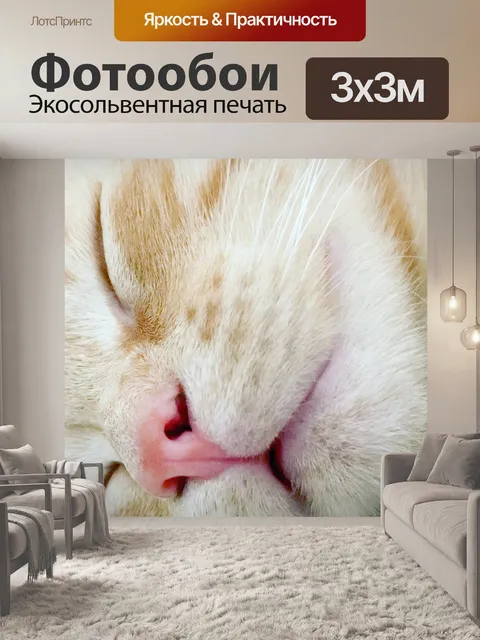 Фотообои Кошка