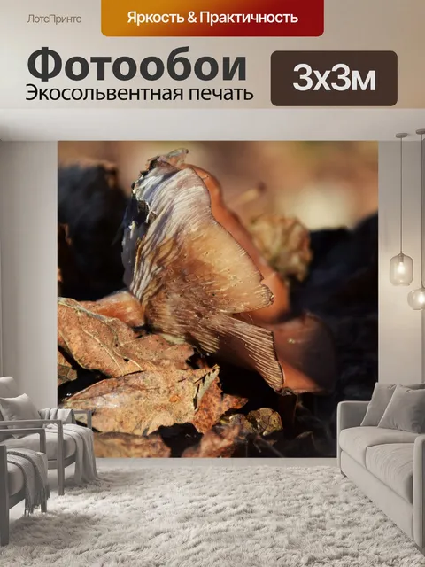Фотообои Гриб