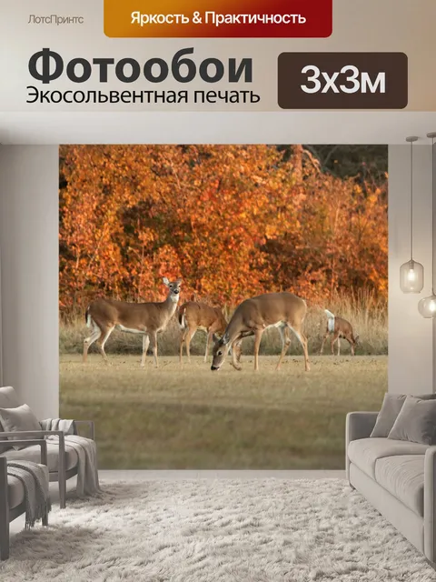 Фотообои Белохвостая лань пасется осенью
