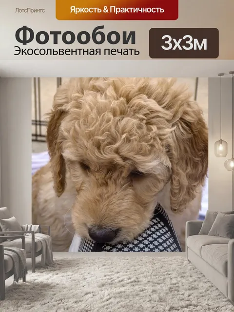 Фотообои Золотой Щенок Щенка