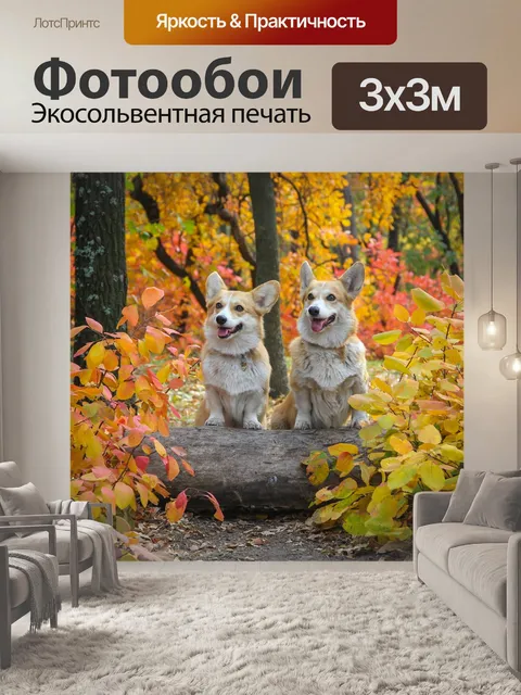 Фотообои Корги