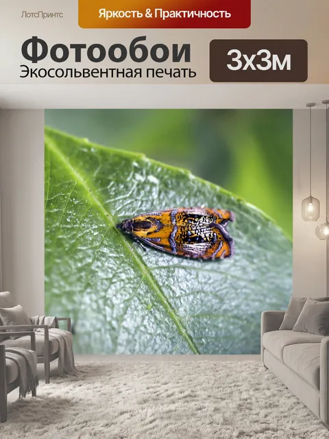 Фотообои Насекомое