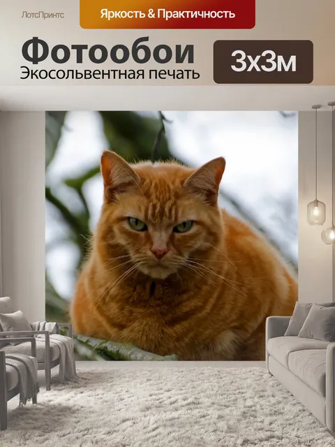 Фотообои Кошка