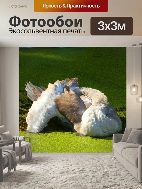 Фотообои Лебедь