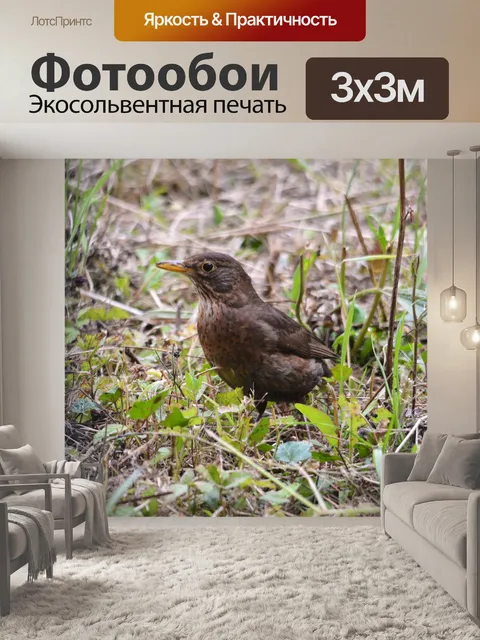 Фотообои Молодой дрозд